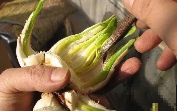 牙签串大蒜，冒充七彩水仙？千万别上当！