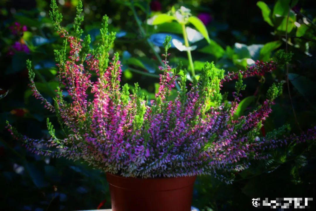 梦想有个院子，养花弄草，过舒心日子！