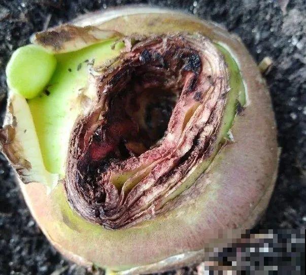 管住手！这几样事少做，花才能安稳过冬！