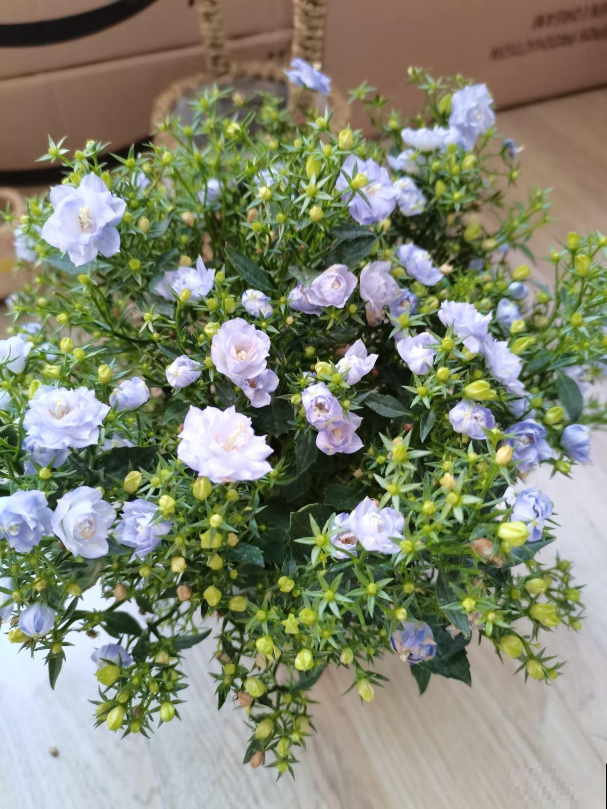 怎样用磷酸二氢钾，才能让植物爆开花？记住3点太重要！