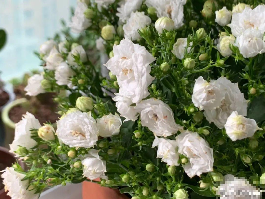 16种高颜值花，冬天耐寒不娇气，新手也能养爆盆