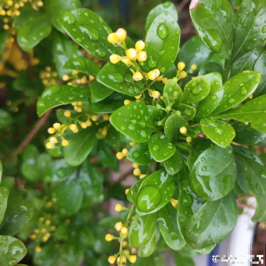 土里浇点果皮水，能维持土壤酸性，茉莉兰花开爆盆