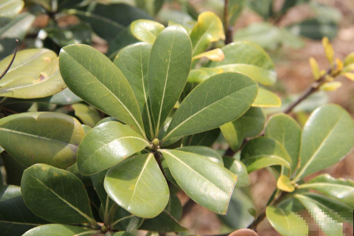 只长叶子不开花？避开这3点，花苞呼呼冒不停！