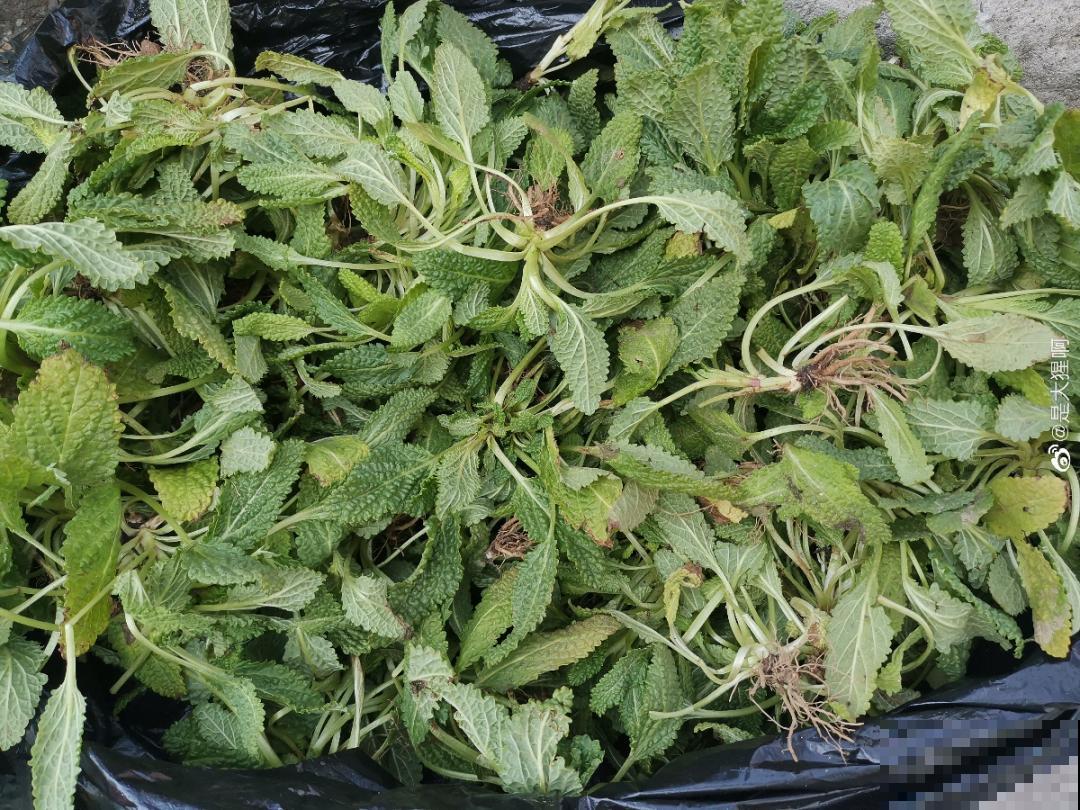 8种草是下火草药，农村最多，城市少见