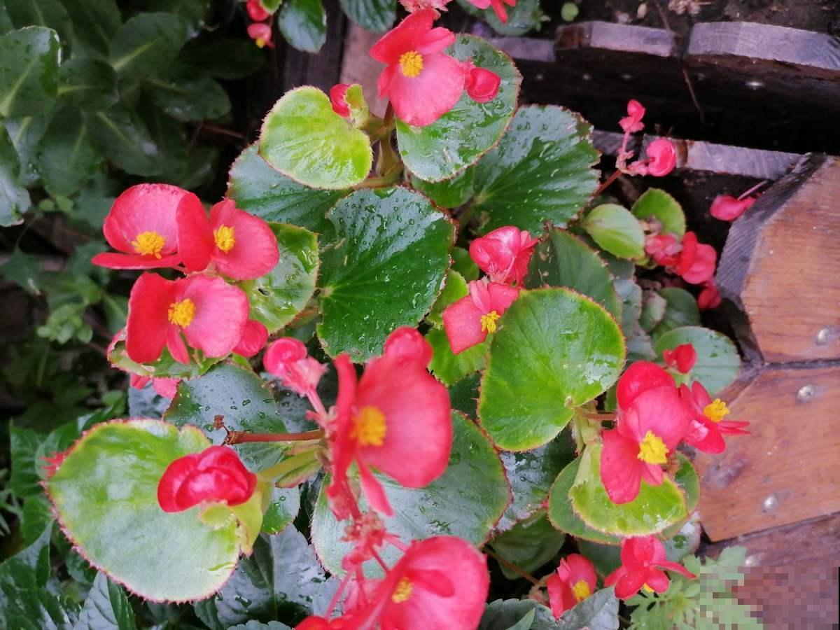 4种高颜值的秋海棠，耐阴好养，一年四季都有花赏！