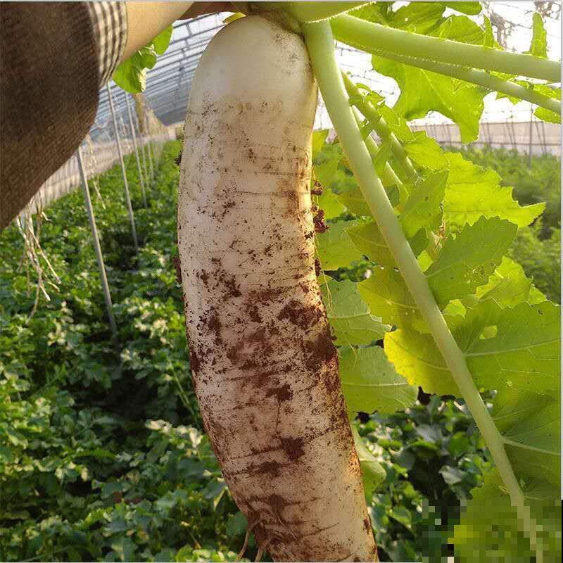 冬天买萝卜，看见这三种，再便宜也别买