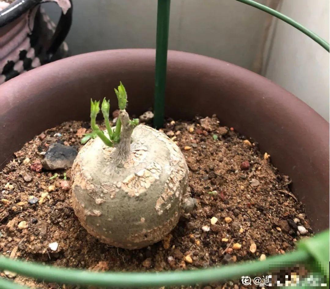 农村树上长出大萝卜?开出灯笼花,价格贵的出奇! 农村树上长出大萝卜?开出灯笼花,价格贵的出奇!