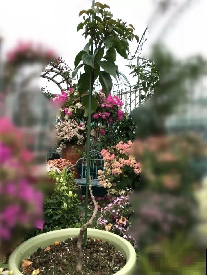 3月是给花剃头的好时机,现在狠心剪,下月就开花 3月是给花剃头的好时机,现在狠心剪,下月就开花