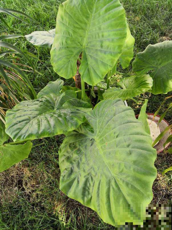 5种漂亮花，颜值虽高但不适合养家里，因为有毒！