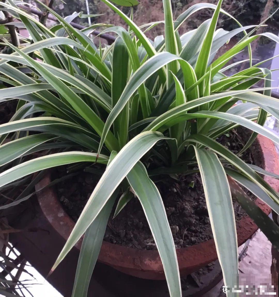 3月是给花剃头的好时机,现在狠心剪,下月就开花 3月是给花剃头的好时机,现在狠心剪,下月就开花