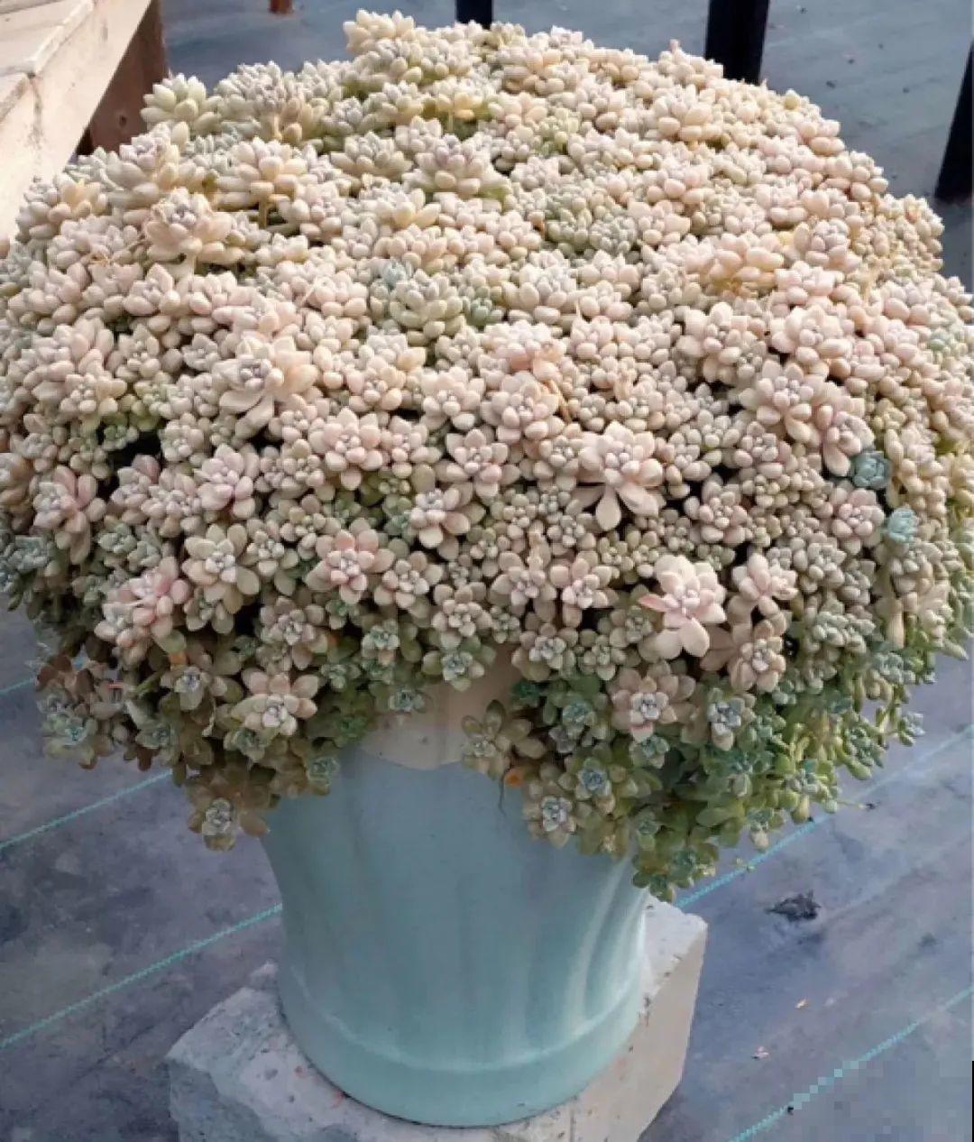 超级耐旱花，整个冬天不浇水，还能胖一圈！