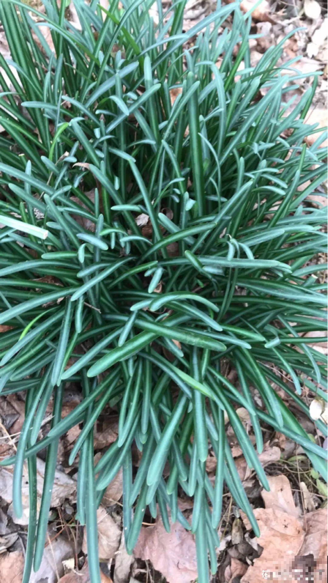 花长得像蔬菜，那也不能吃，有毒的！