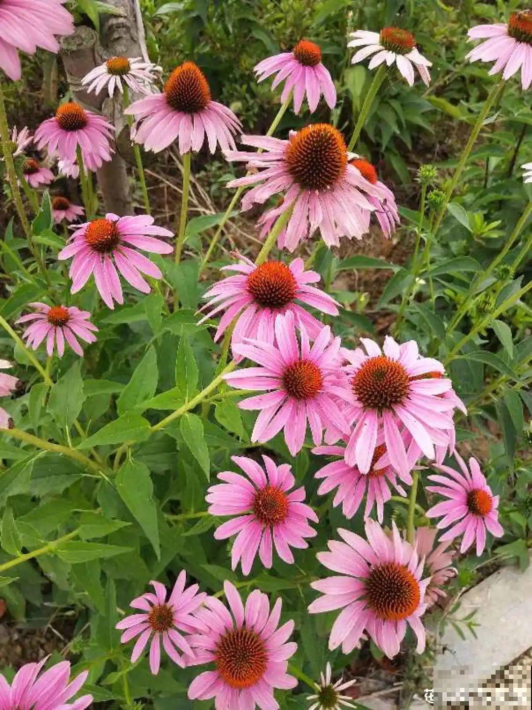 有院子的话，种这6种花，沾土就活一大片