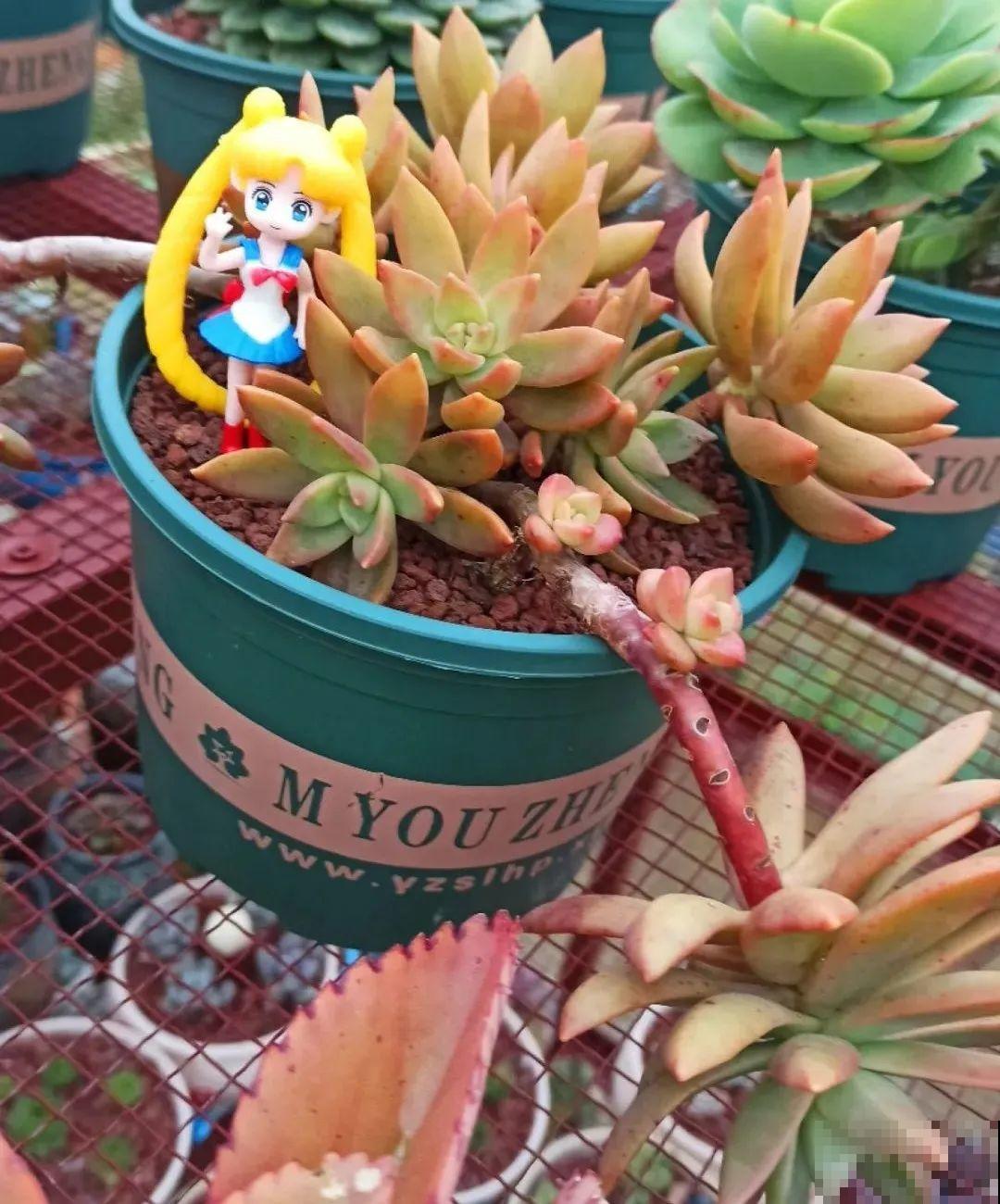 多肉养在大盆里,就是豪横霸气,棵棵大得像白菜 多肉养在大盆里,就是豪横霸气,棵棵大得像白菜