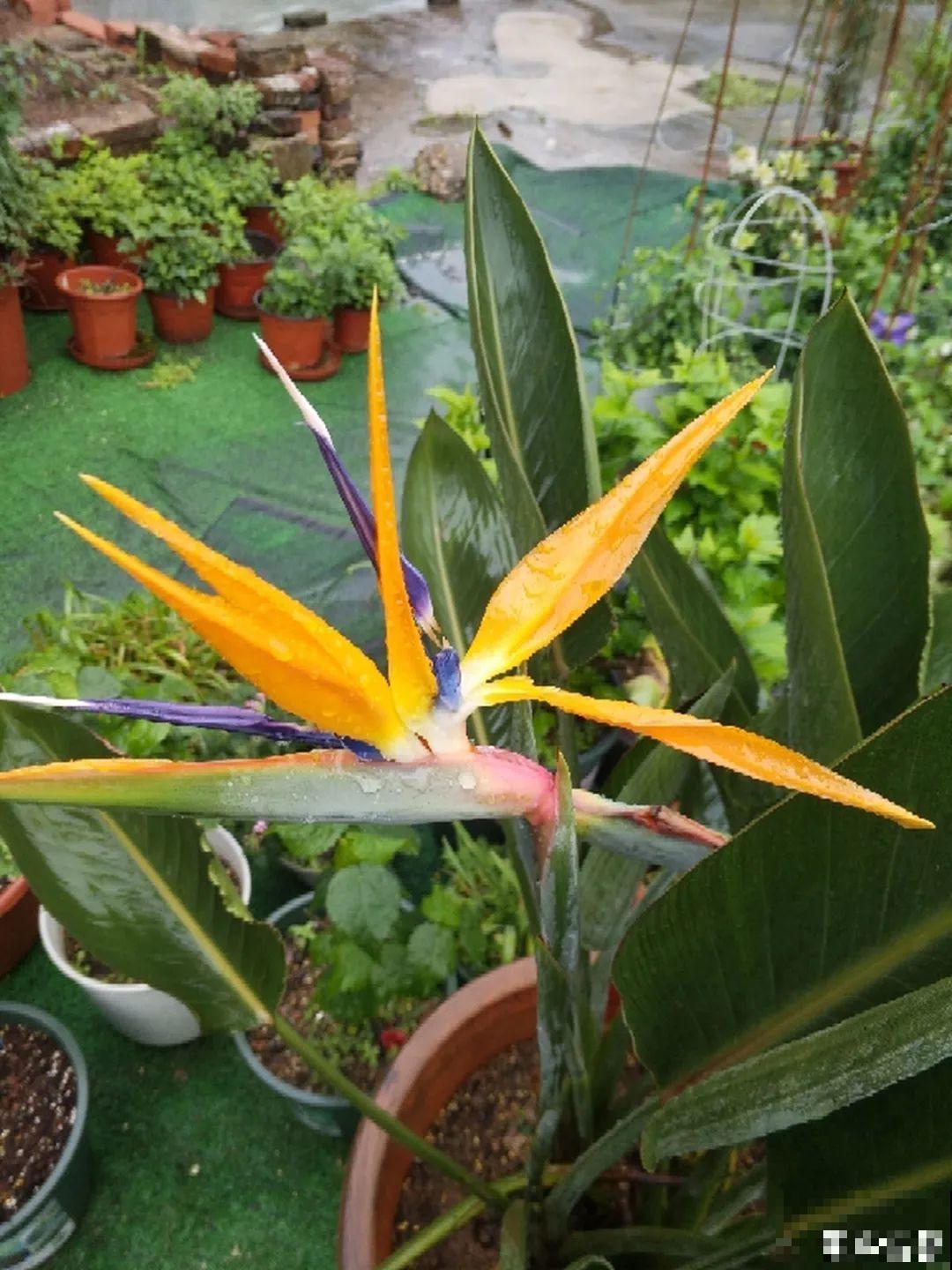 聪明人养花,喜欢养气质花,养在家里上档次! 聪明人养花,喜欢养气质花,养在家里上档次!