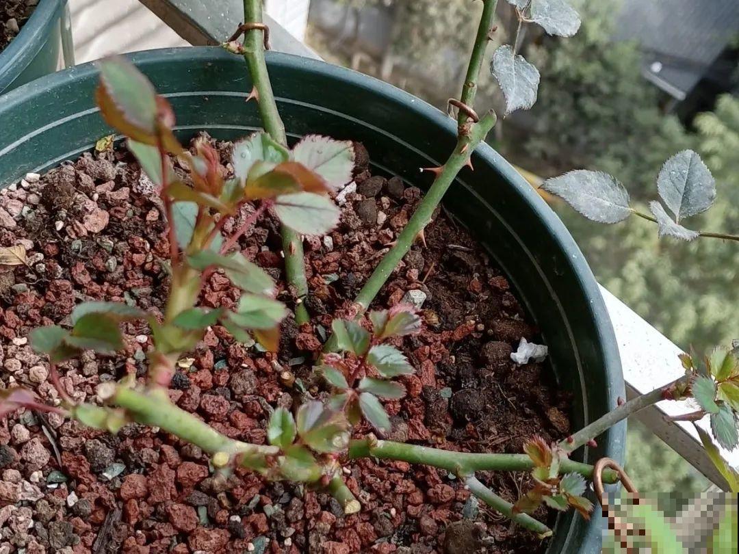 春天花要苏醒了，快施肥，新芽狂窜不断