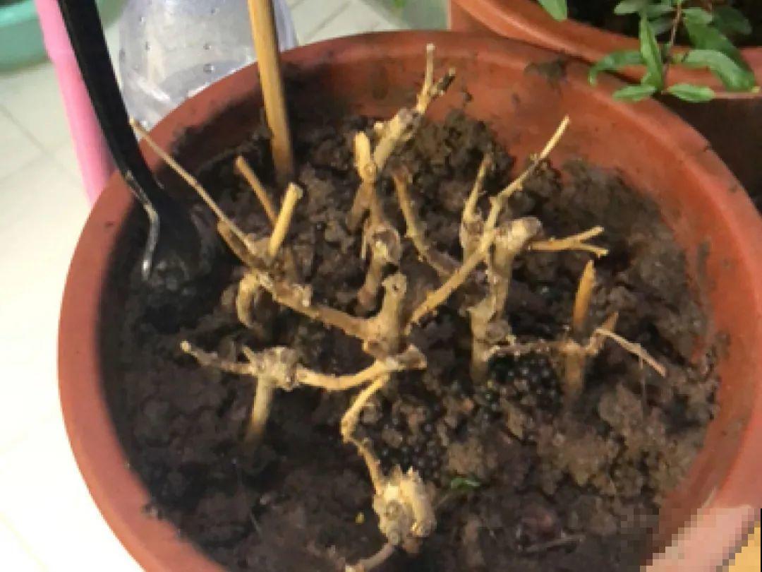 6种花慎养，再好的盆和土，现在也养不活