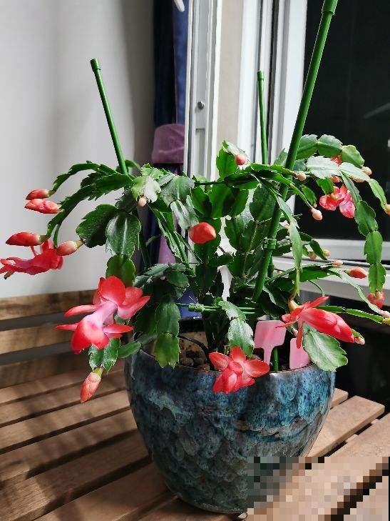 蟹爪兰是短日照花，日照时间越短，开花越早