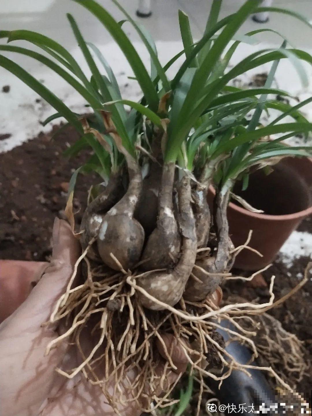 花长得像蔬菜，那也不能吃，有毒的！