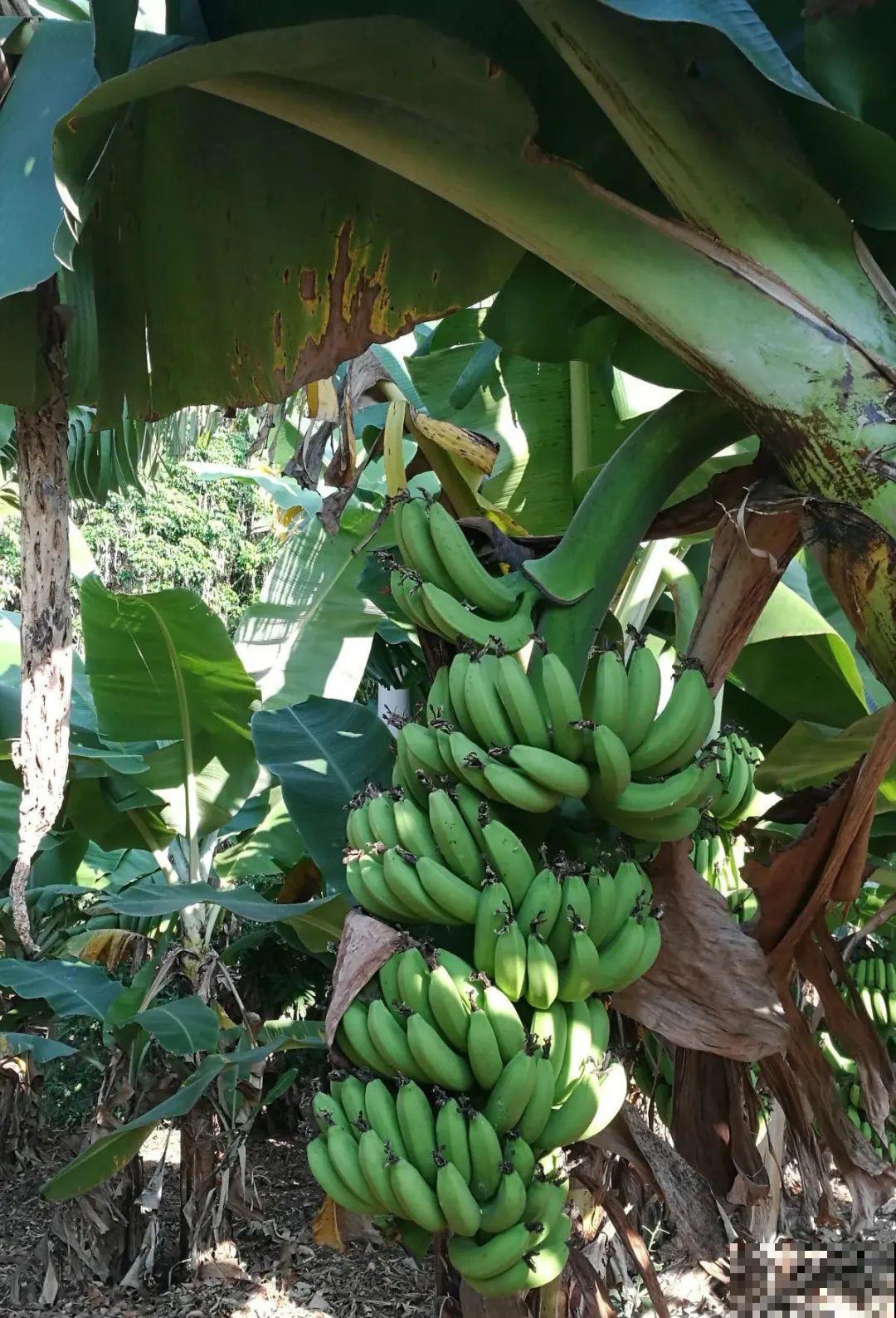 1盆苹果卖300块,为啥这么贵,难道是金苹果? 1盆苹果卖300块,为啥这么贵,难道是金苹果?