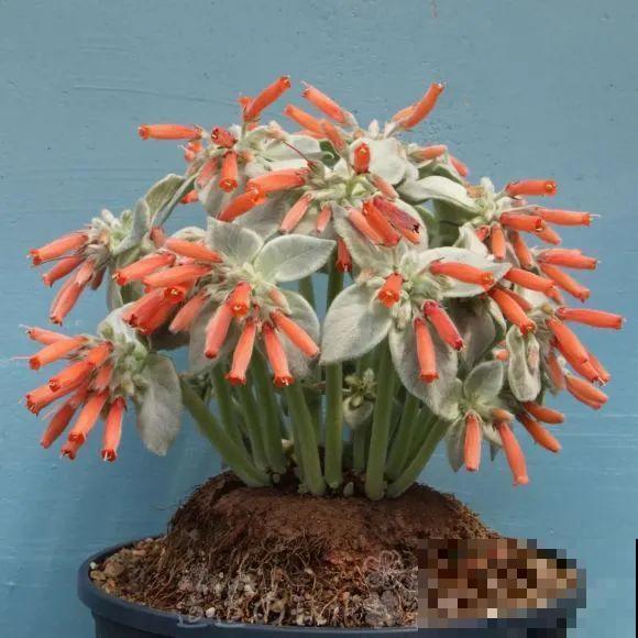 农村树上长出大萝卜?开出灯笼花,价格贵的出奇! 农村树上长出大萝卜?开出灯笼花,价格贵的出奇!