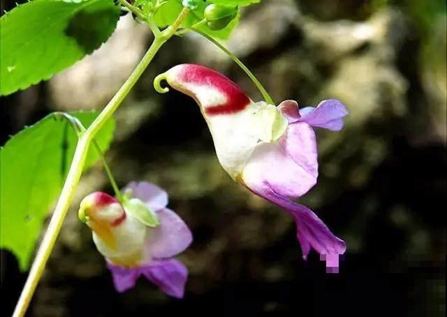 5种奇花异草，太罕见了，好看又有个性！