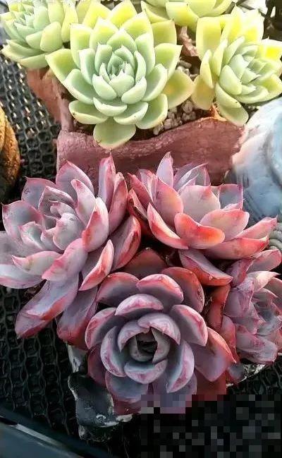 多肉要是养好了，精致得像艺术品，光看就很满足了