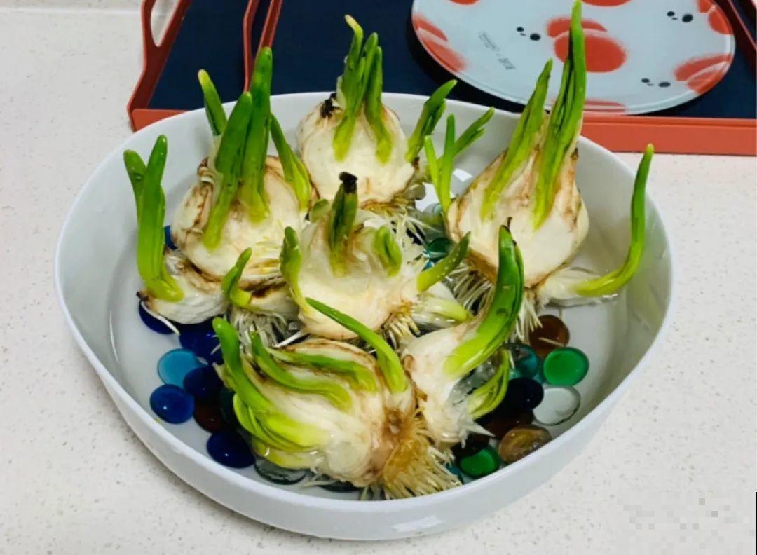 牙签串大蒜，冒充七彩水仙？千万别上当！