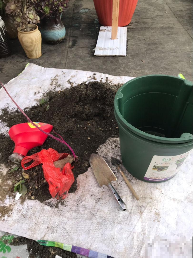 春天养花最好用营养土，好处有3点，性价比超高