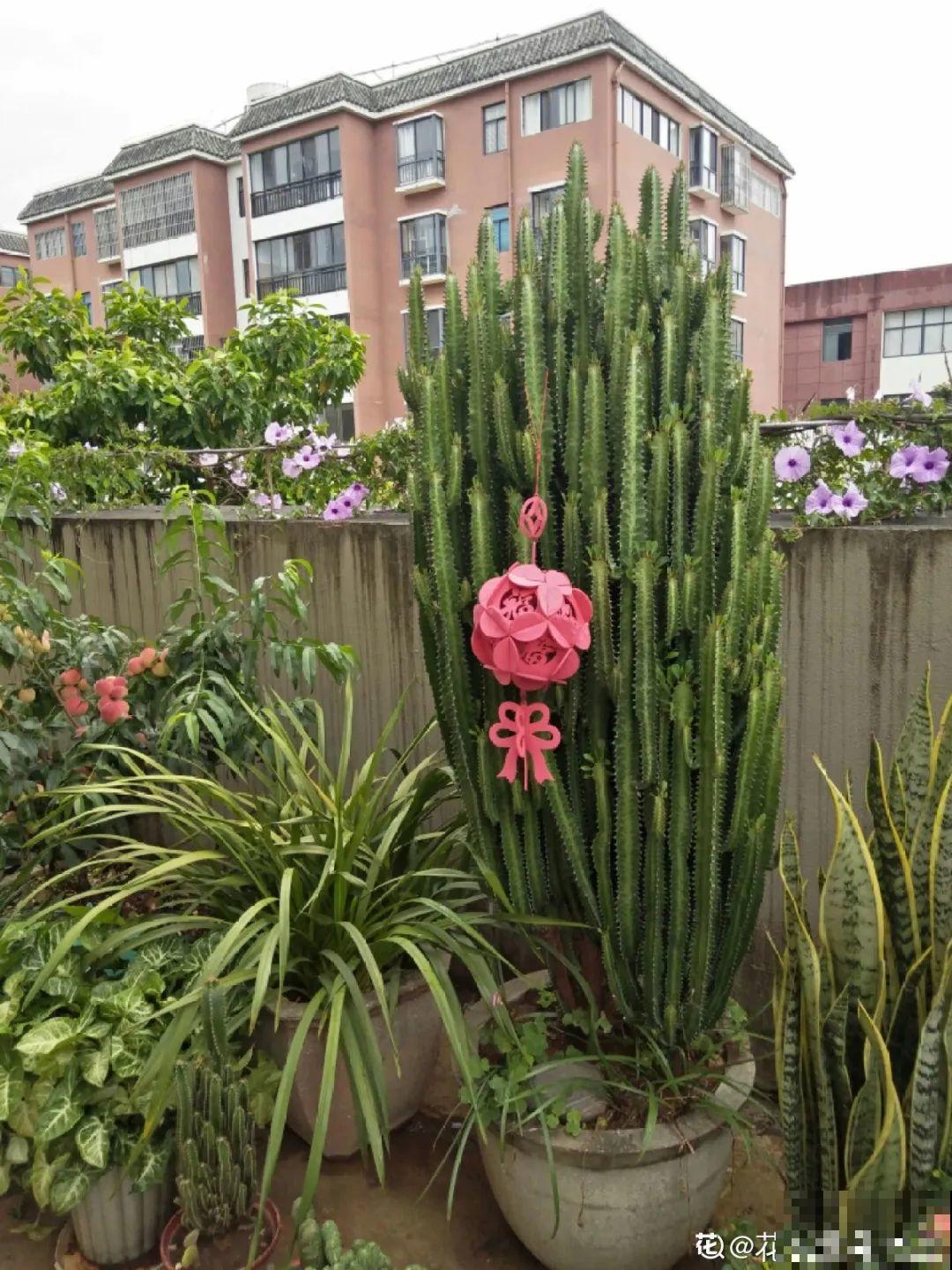 家里养盆镇宅花,一年红红火火,好运满满 家里养盆镇宅花,一年红红火火,好运满满