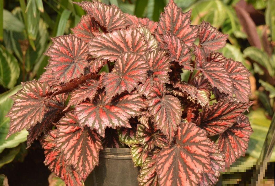 4种高颜值的秋海棠，耐阴好养，一年四季都有花赏！