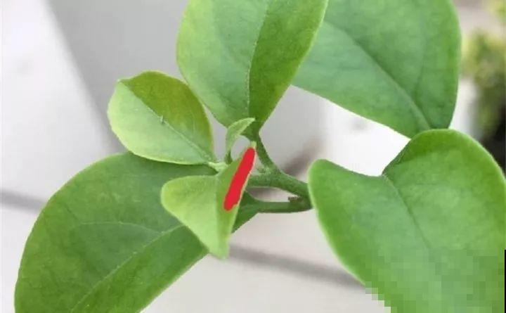 3月是给花剃头的好时机,现在狠心剪,下月就开花 3月是给花剃头的好时机,现在狠心剪,下月就开花