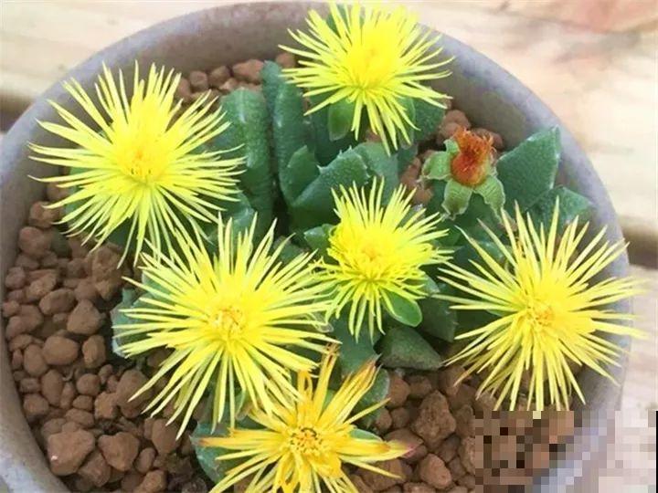 春天在家养盆“香草”，飘香四溢，清新又好闻！