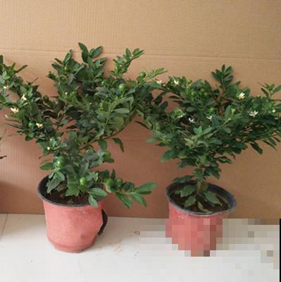 3种花长得像蔬菜，养家里千万不能被误食，容易中毒