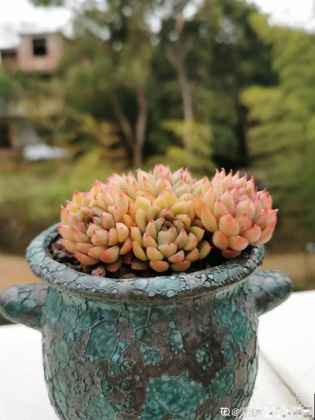 我在村里种多肉,盆盆状态美如画,城里人眼馋 我在村里种多肉,盆盆状态美如画,城里人眼馋