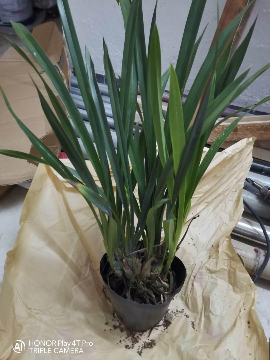 3种花长得像蔬菜，养家里千万不能被误食，容易中毒