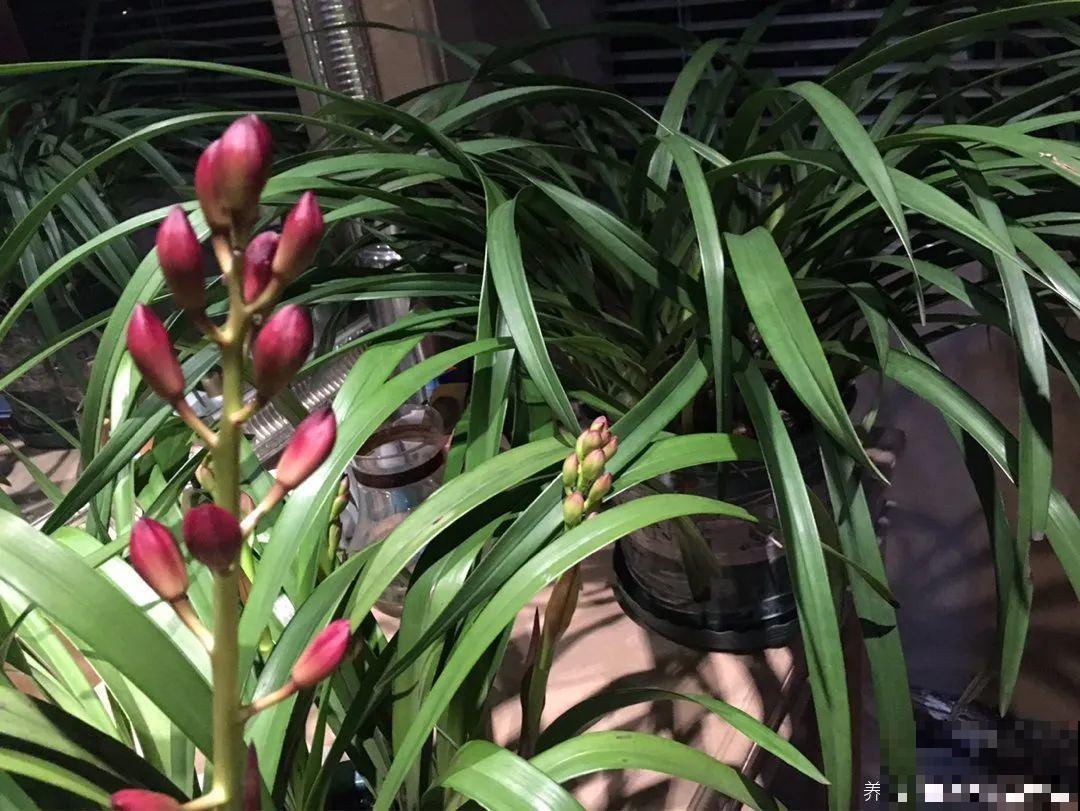 “过年花”开完，还能分10盆，每年都开花