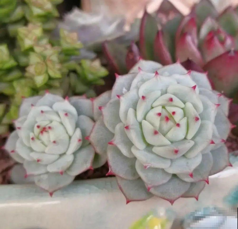 5度以下,常见的21种花必须断水,不然都烂根了 5度以下,常见的21种花必须断水,不然都烂根了