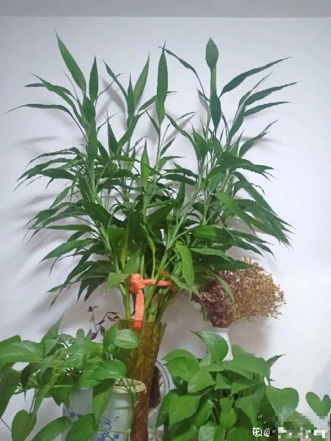 不同的花要摆在不同地方，摆对了才好看，摆错了看着糟心！