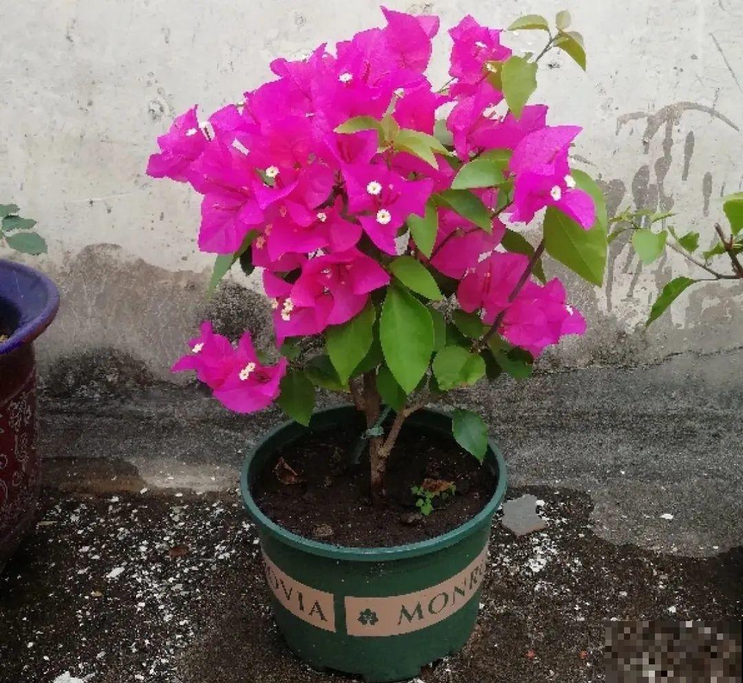 超级耐旱花，整个冬天不浇水，还能胖一圈！