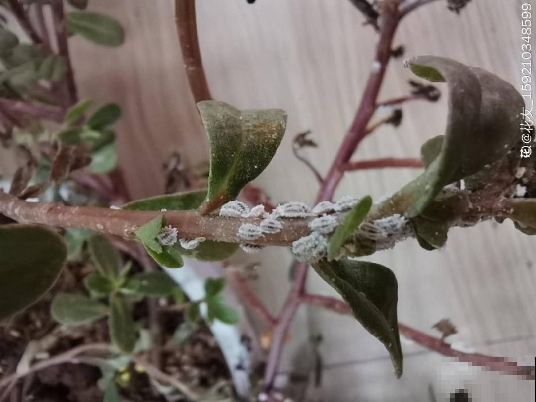 惊蛰之后，小虫乱飞，教你16种杀虫方法