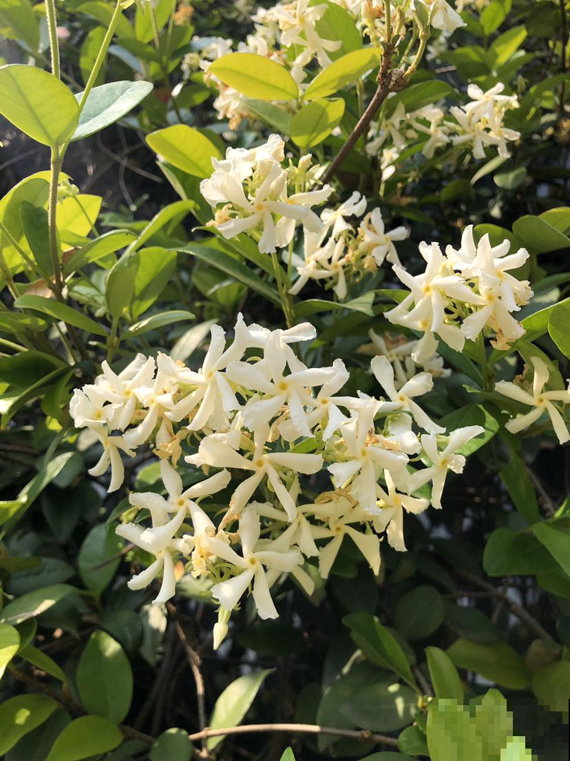这4种茉莉花品种，清新又淡雅，每一种都好养！