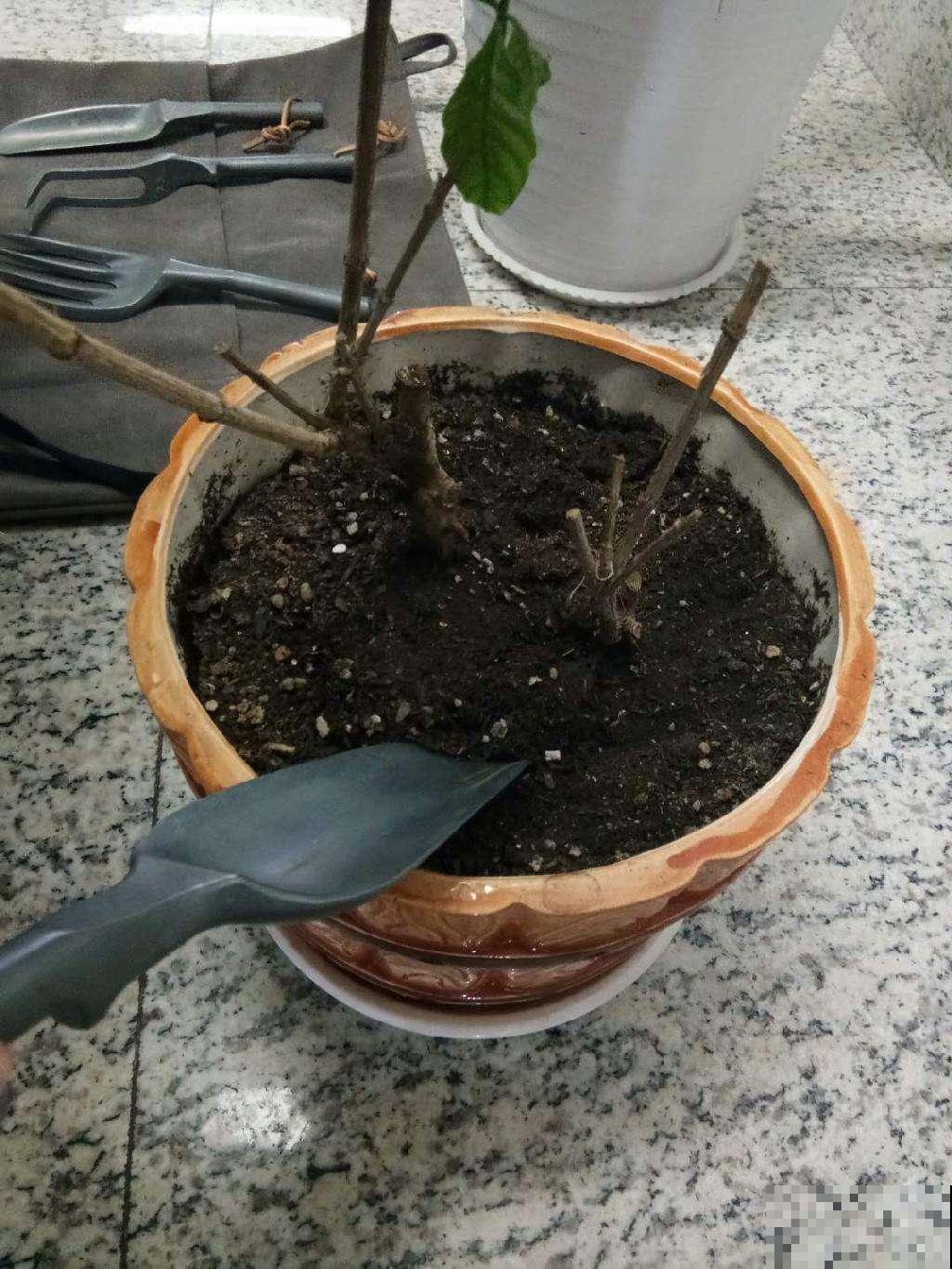 手把手教你怎样给花卉换盆，简单实用，换完花卉越长越旺