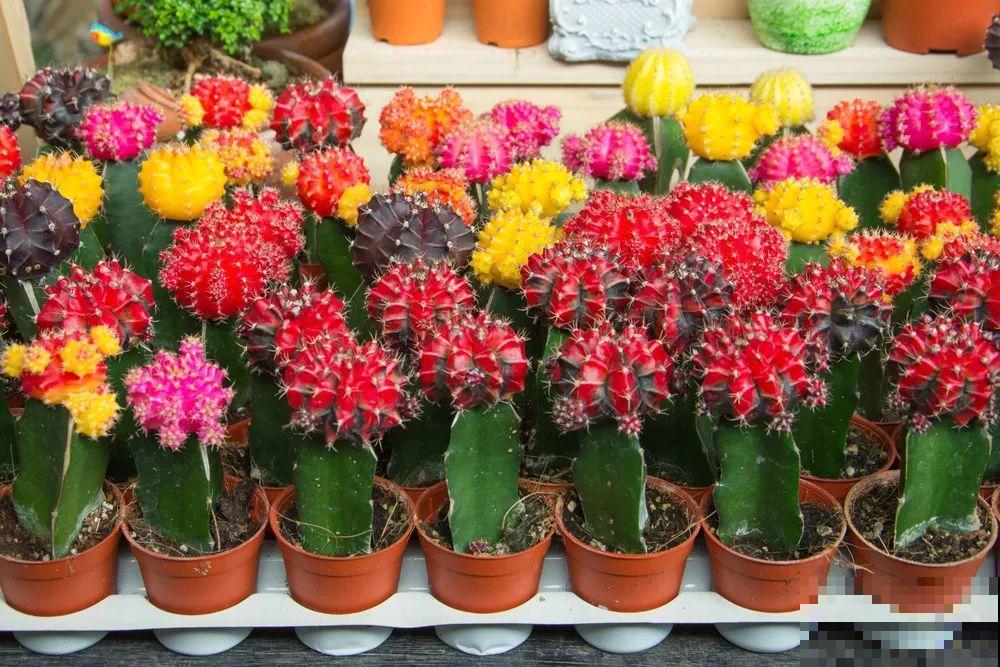 染色大葱？卫生纸一擦就掉色，真细思极恐