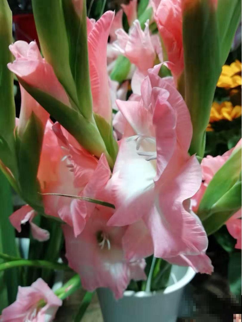 过年家里养花，就养这些“节节高”花，新的一年节节攀升