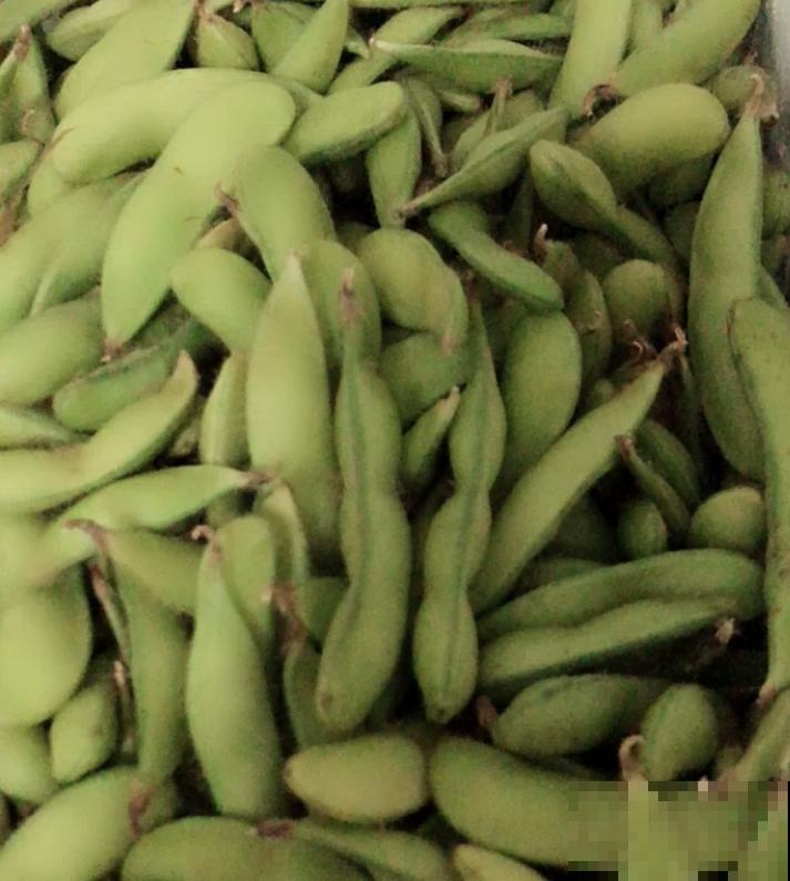 还去烧烤摊吃毛豆?自己阳台种几盆,煮一煮老香了! 还去烧烤摊吃毛豆?自己阳台种几盆,煮一煮老香了!