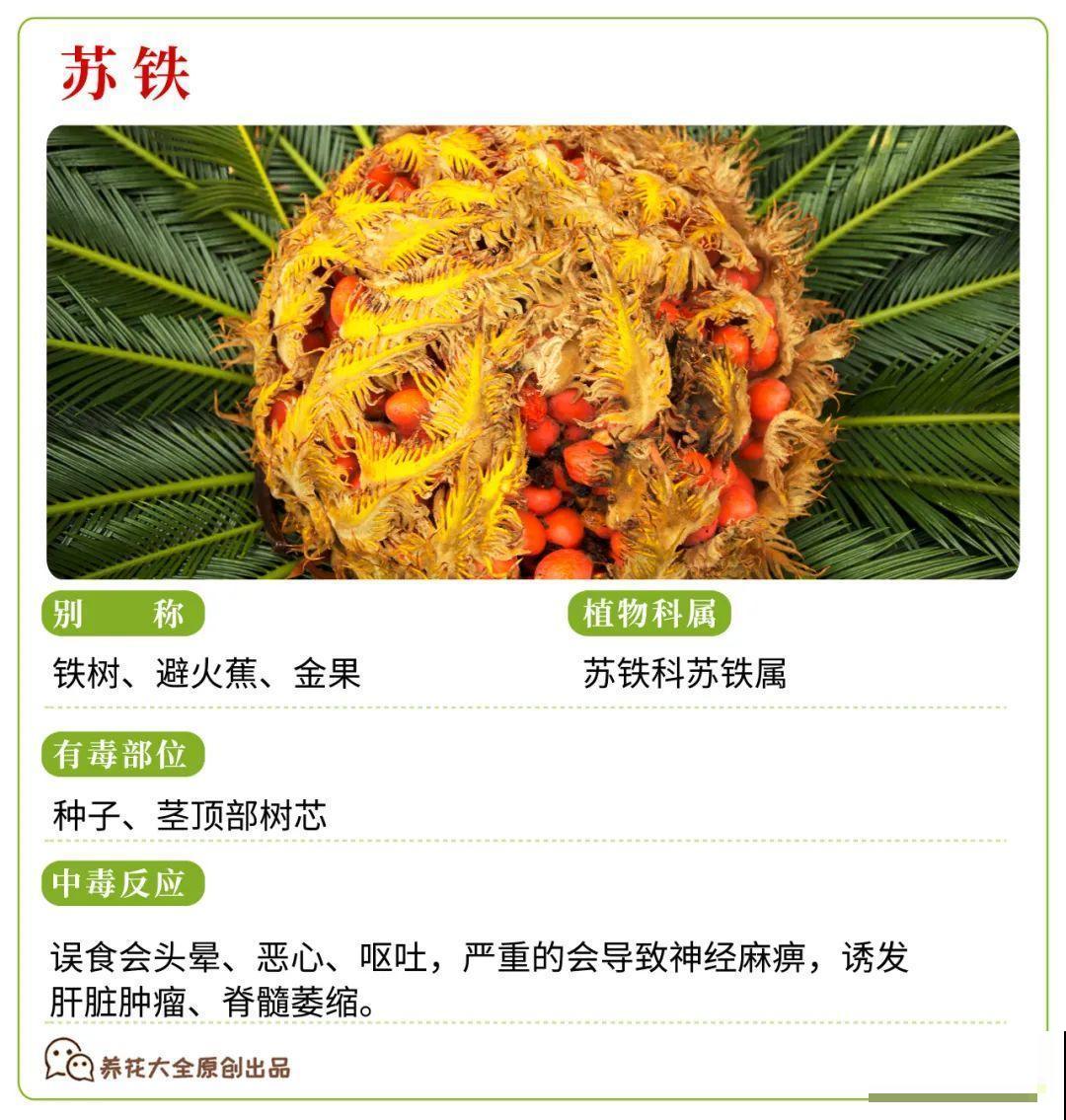 30种常见有毒花，很多人都在养，一定要小心养！