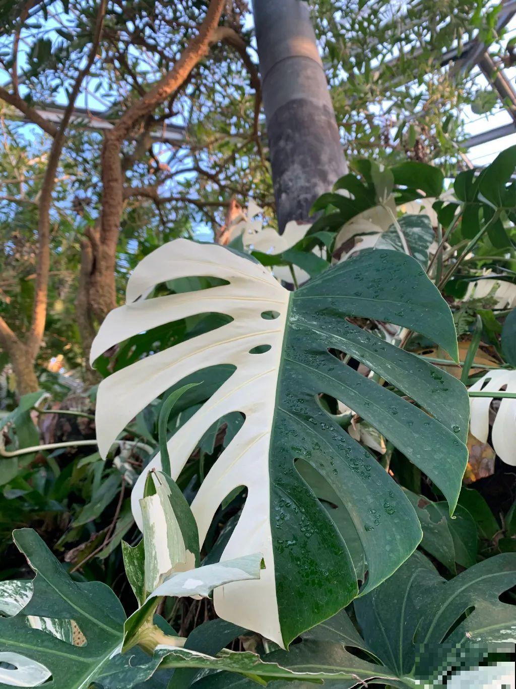 千万不要动我的花,以免赔的倾家荡产! 千万不要动我的花,以免赔的倾家荡产!