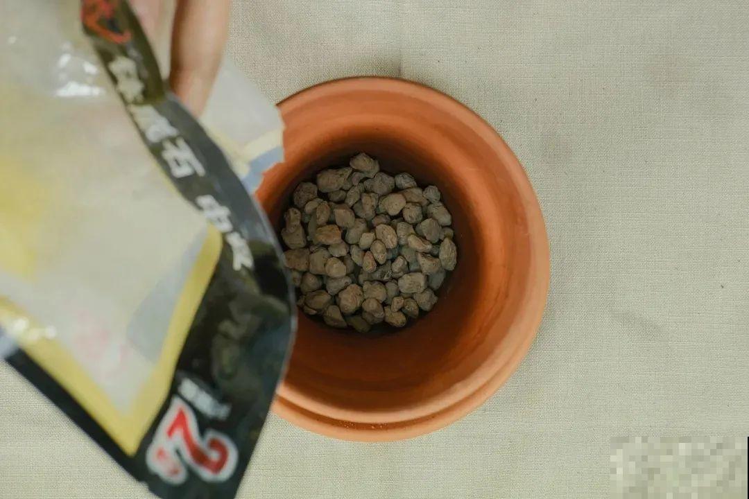 1种花不能用大盆，盆越小，水越少，开花更爆盆！