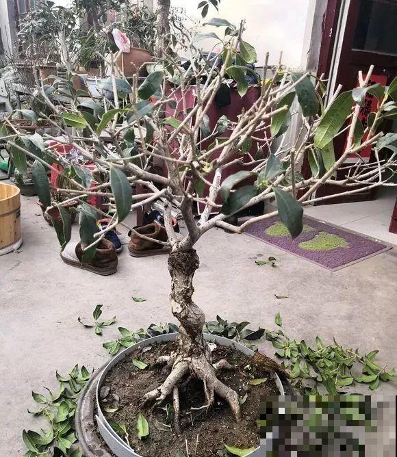 2月养花下狠手，剃光头、撸光叶，越狠越开花！